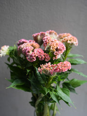Celosia