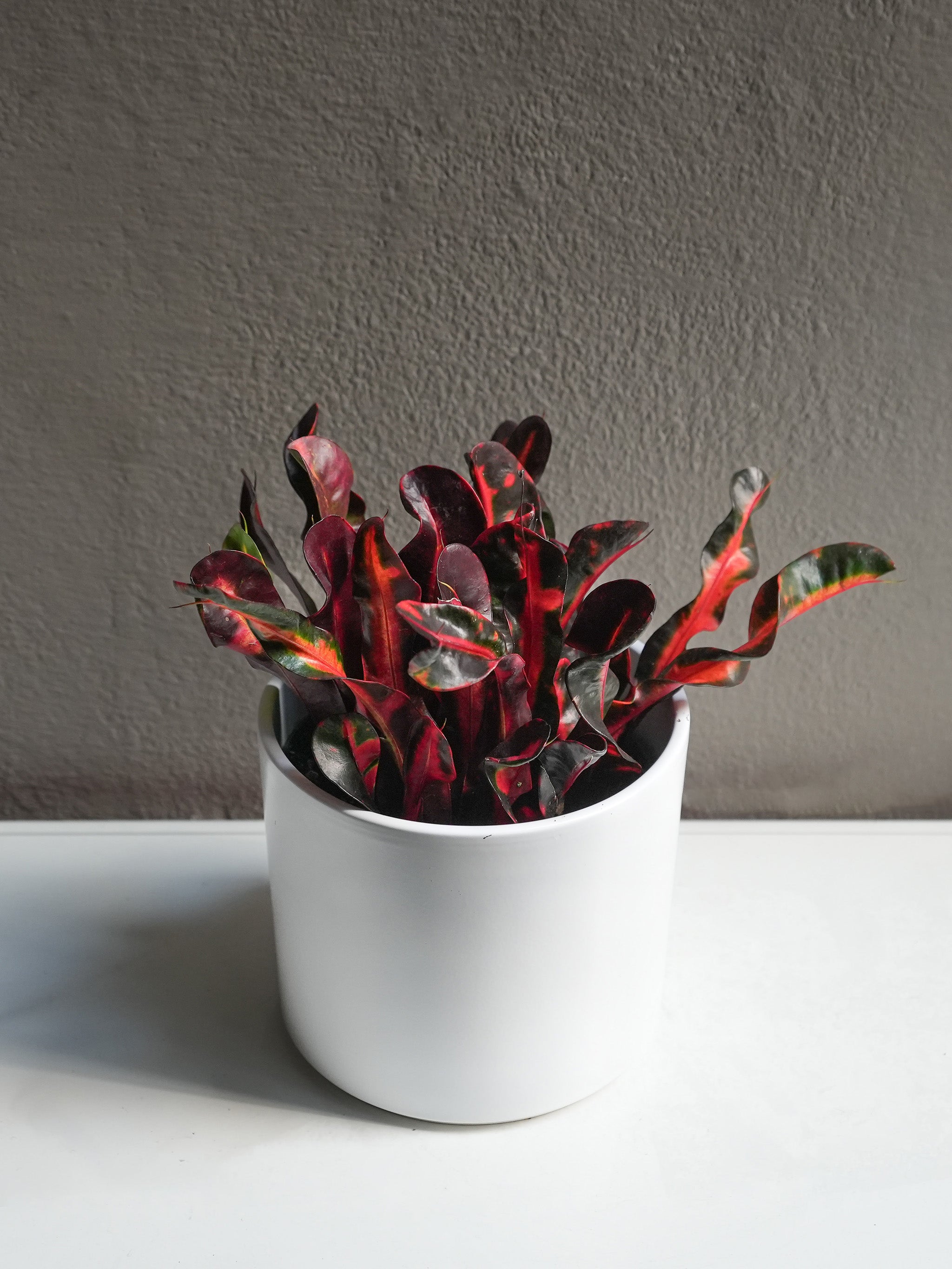 Croton Mammy 6