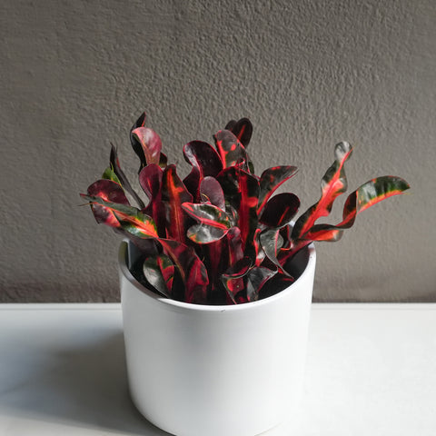 Croton Mammy 6