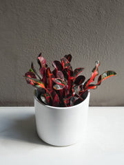 Croton Mammy 6