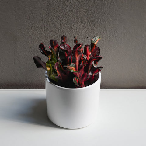 Croton Mammy 6