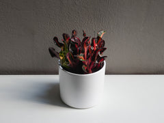 Croton Mammy 6