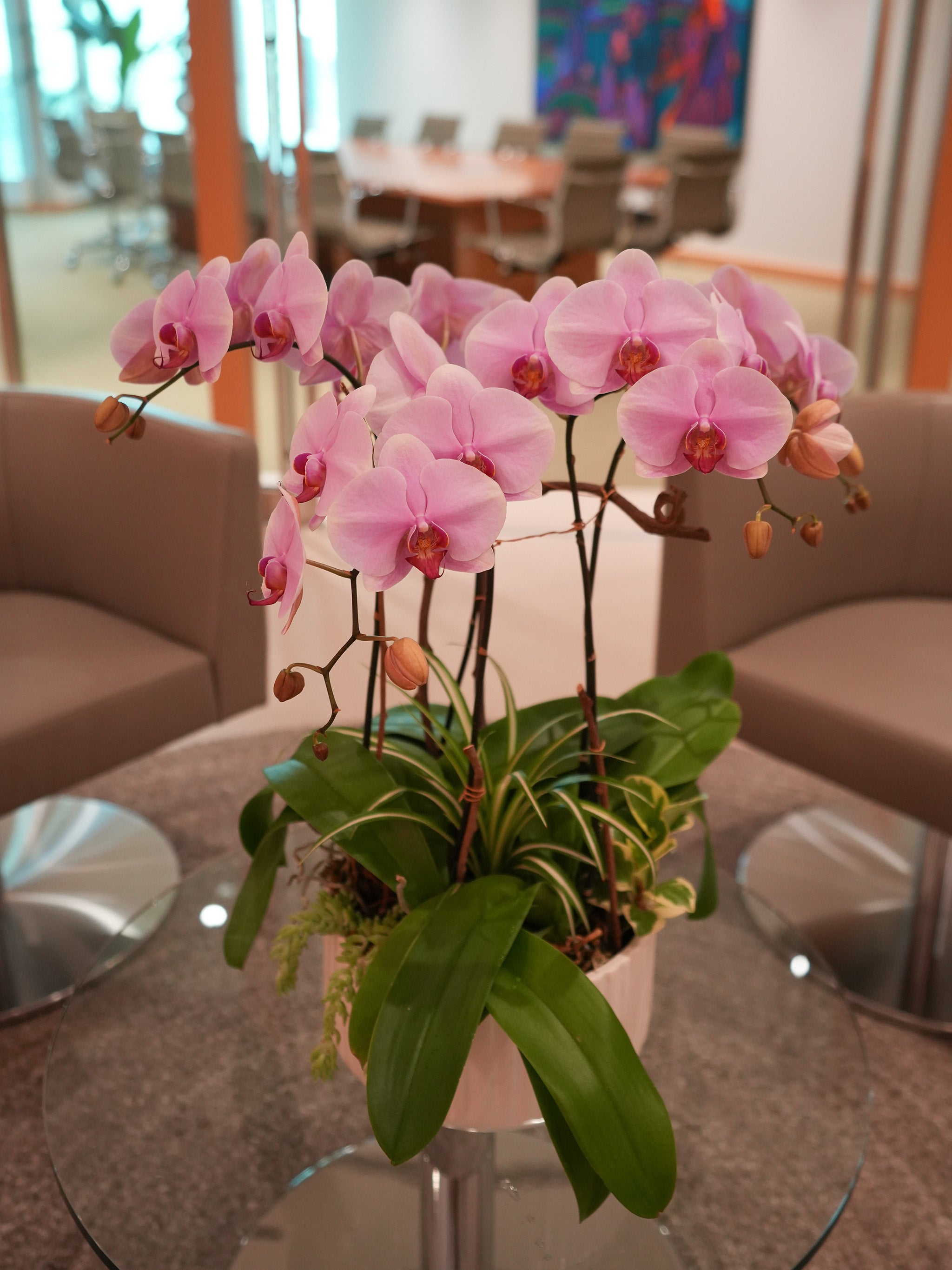 Pink Orchid Poem