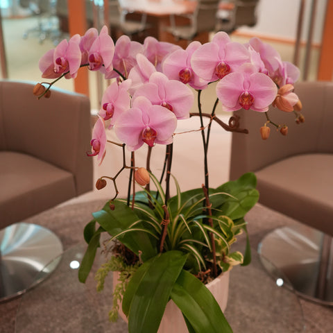 Pink Orchid Poem