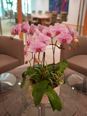 Pink Orchid Poem