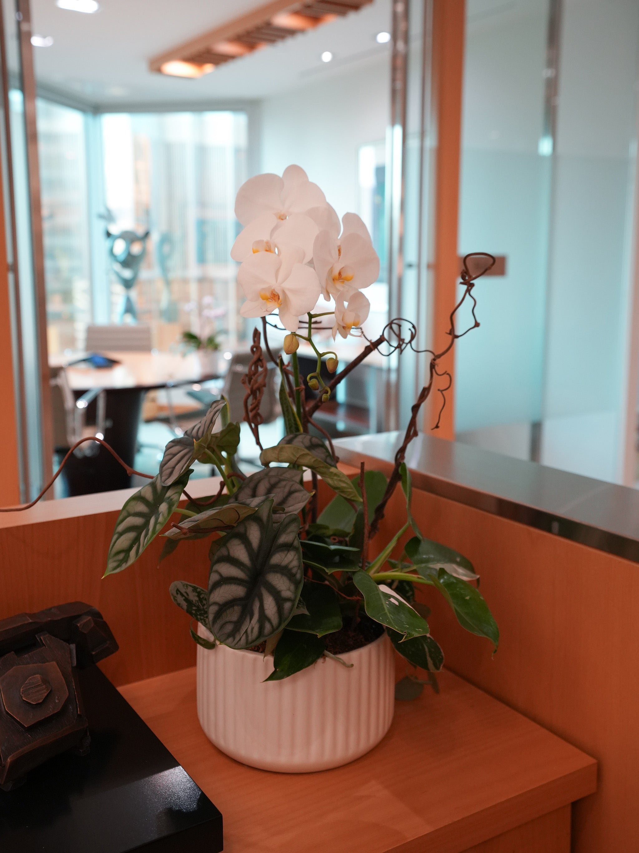 White Orchid Poem
