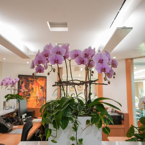 Pink Orchid Poem