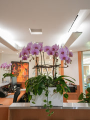 Pink Orchid Poem