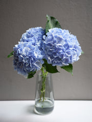 Hydrangea Verena