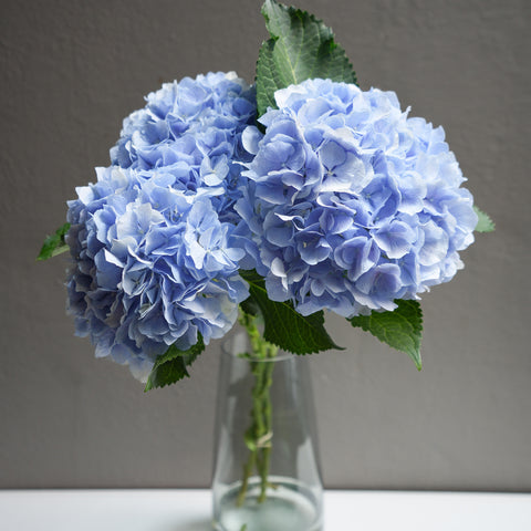 Hydrangea Verena
