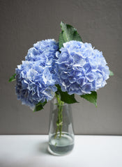 Hydrangea Verena