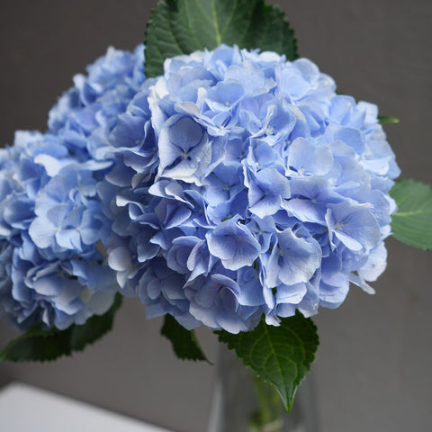 Hydrangea Verena
