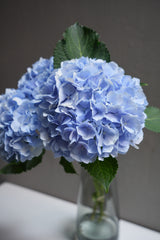 Hydrangea Verena