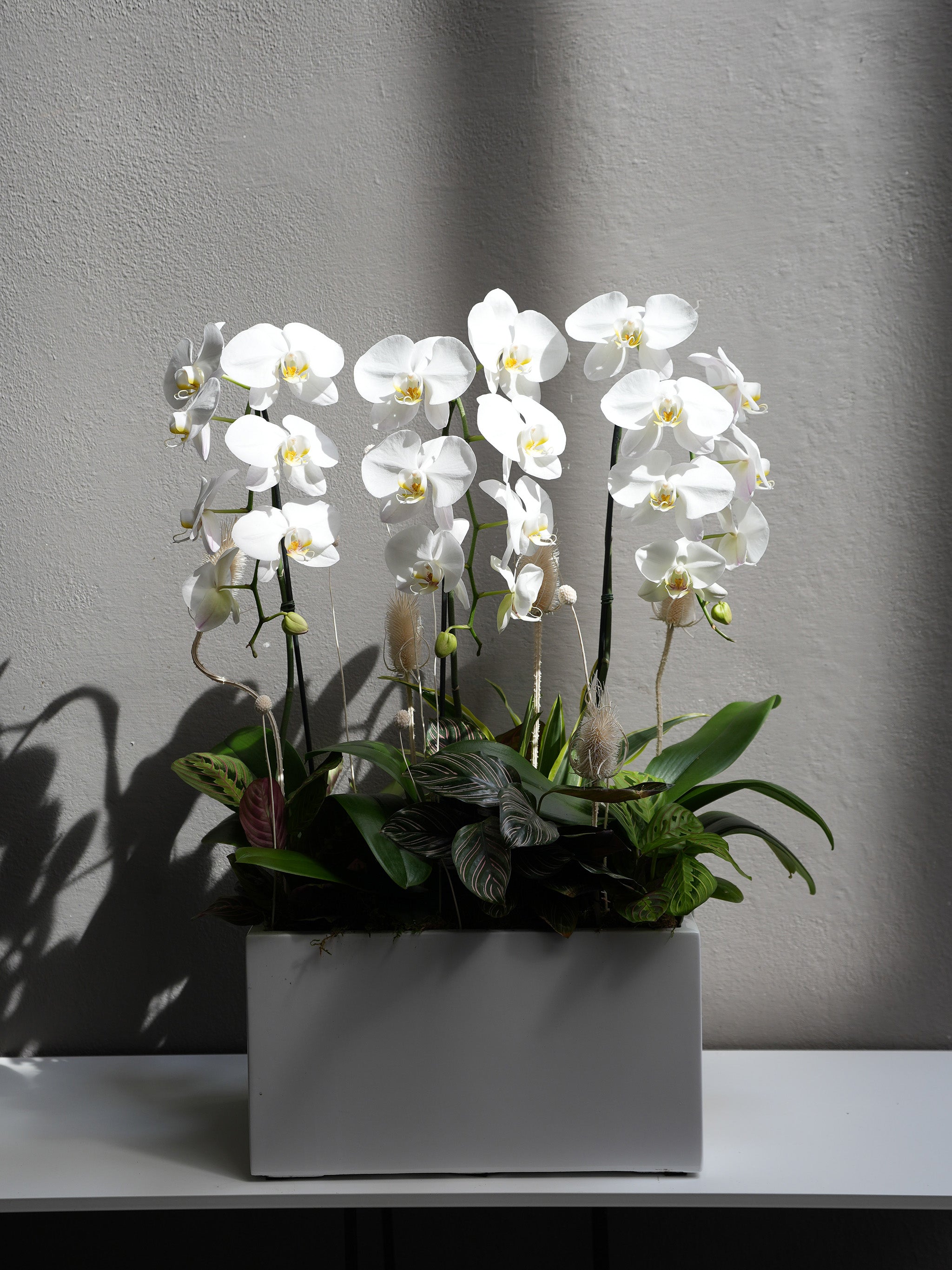 Ivory Orchid Bloom