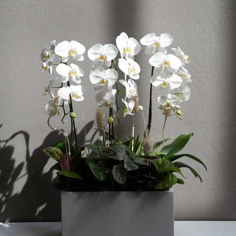 Ivory Orchid Bloom