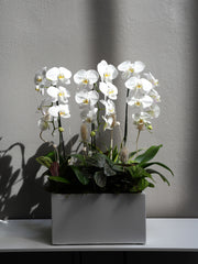 Ivory Orchid Bloom