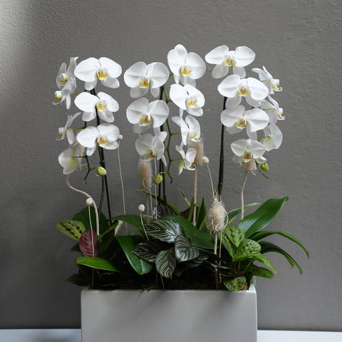 Ivory Orchid Bloom