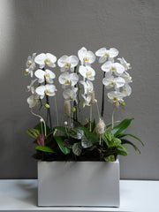Ivory Orchid Bloom