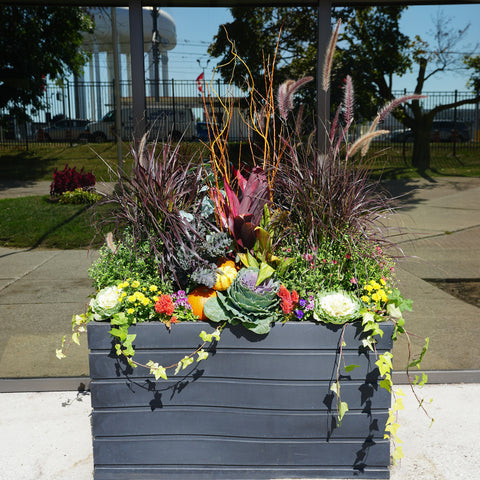 Autumn outdoor plant