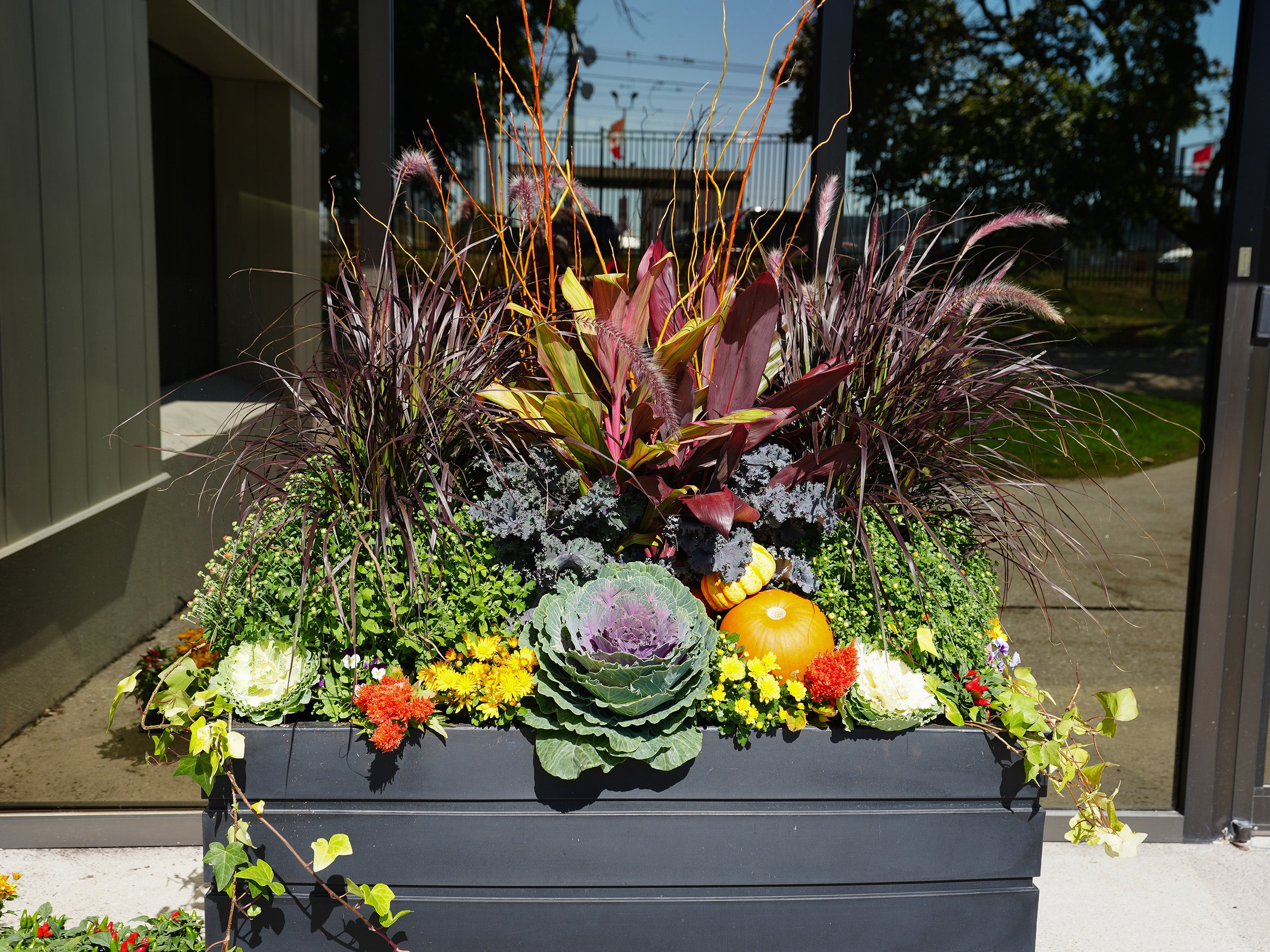 Autumn outdoor plant