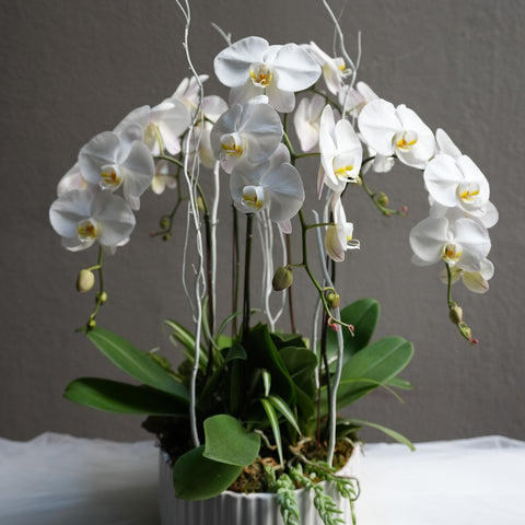Orchid Luxe