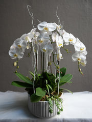 Orchid Luxe
