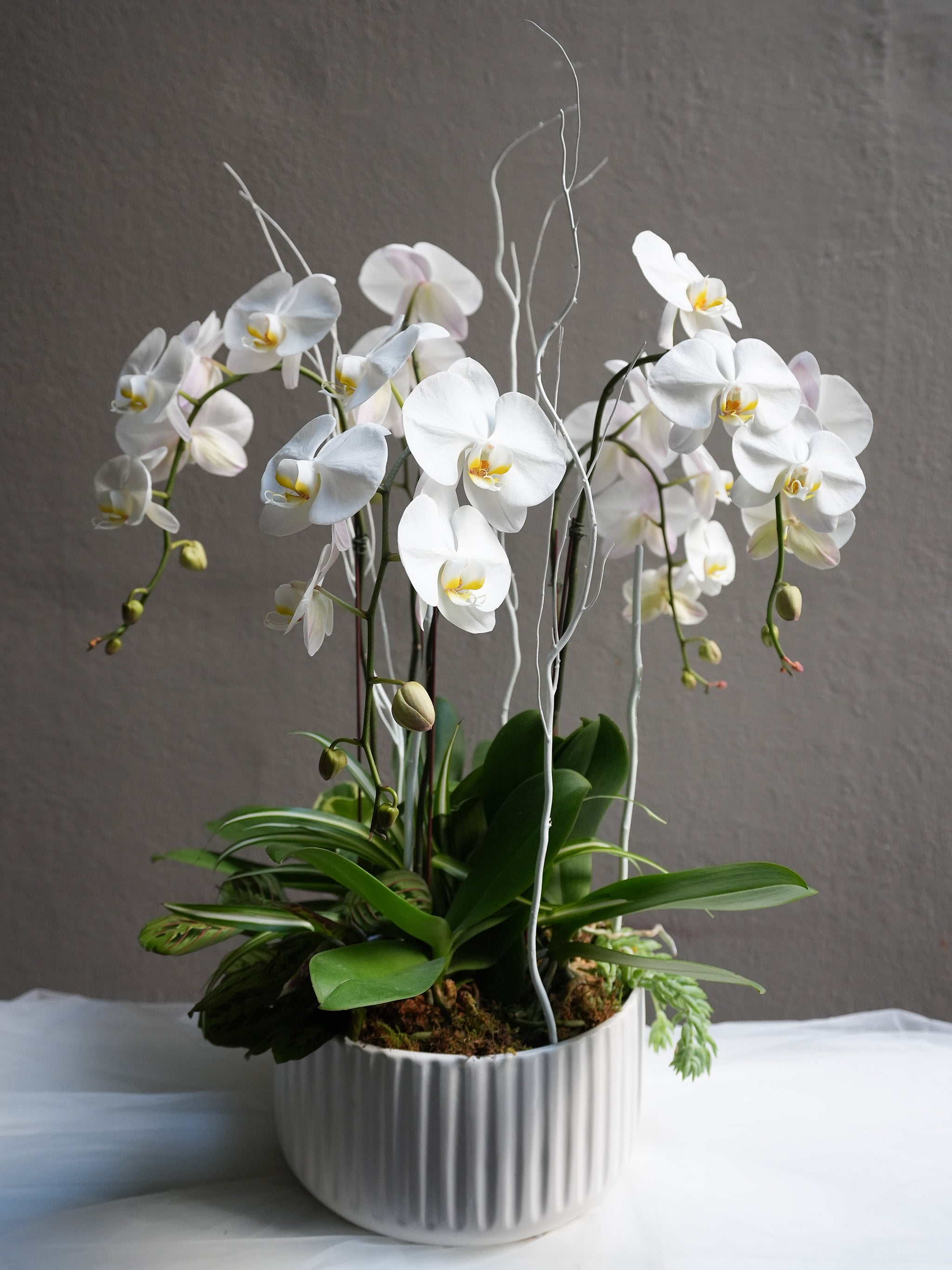 Orchid Luxe