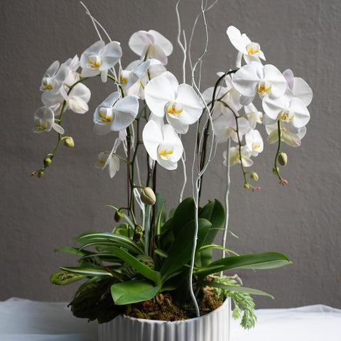 Orchid Luxe