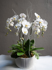 Orchid Luxe