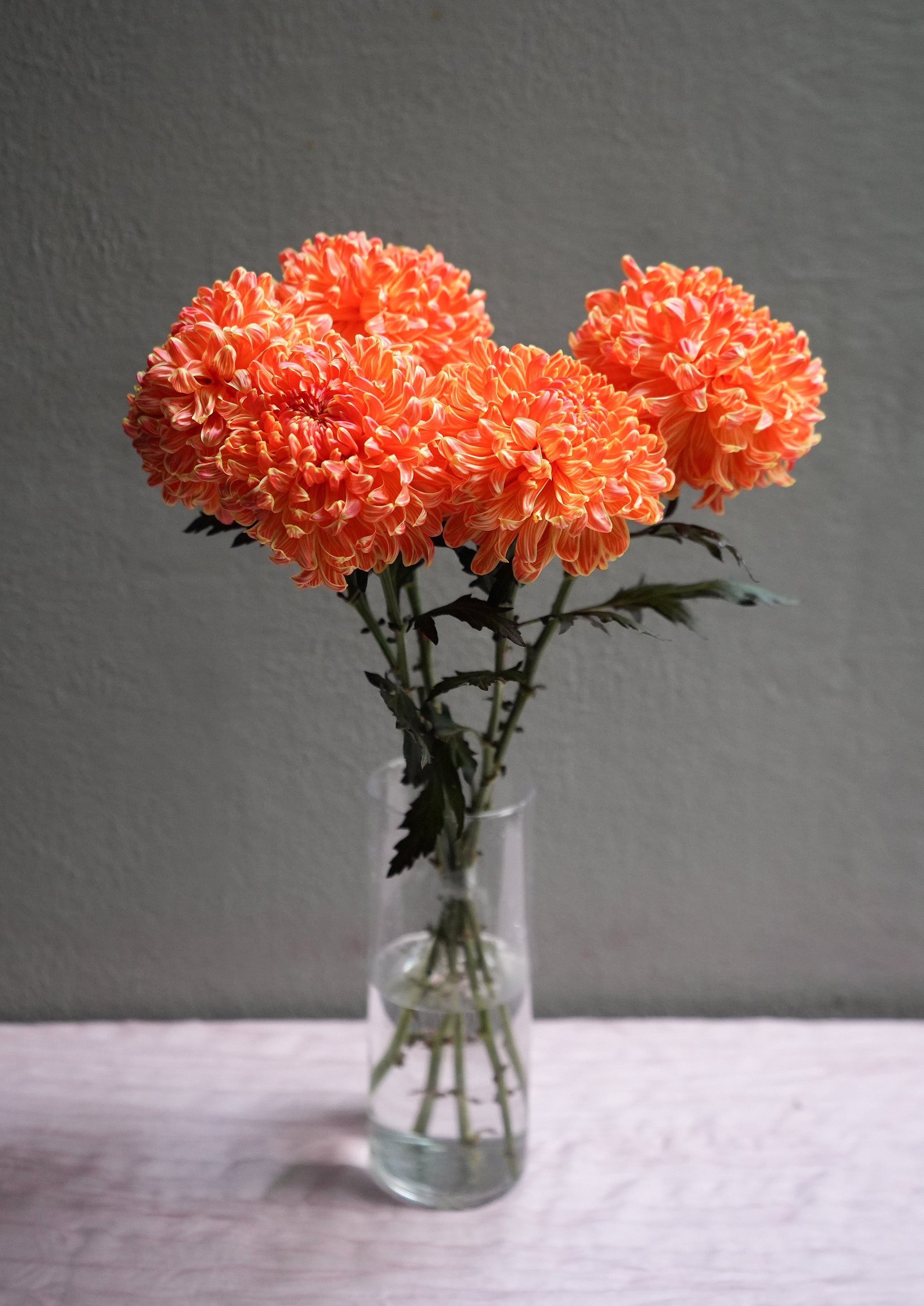 Chrysanthemum (Mum)