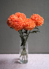 Chrysanthemum (Mum)