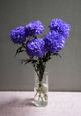 Chrysanthemum (Mum)