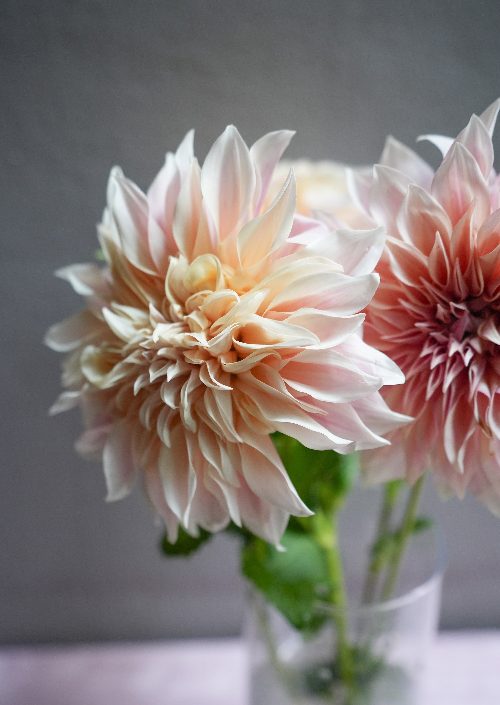 Cafe Dahlia