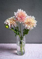 Cafe Dahlia