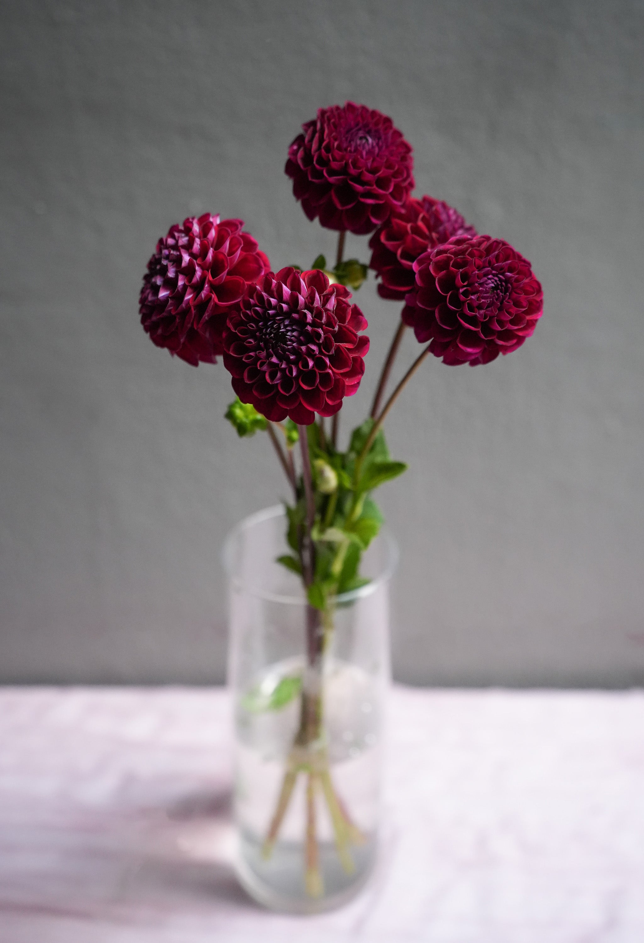 Dahlia