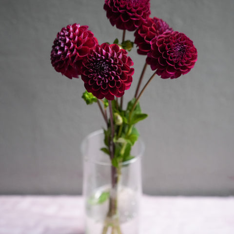 Dahlia
