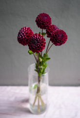 Dahlia