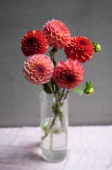 Dahlia