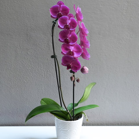 Large Purple Orchid with Pot