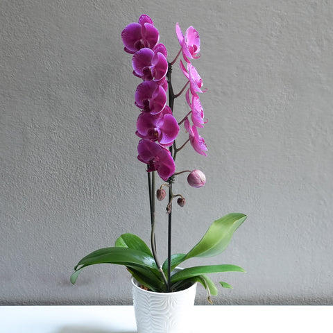 Large Purple Orchid with Pot