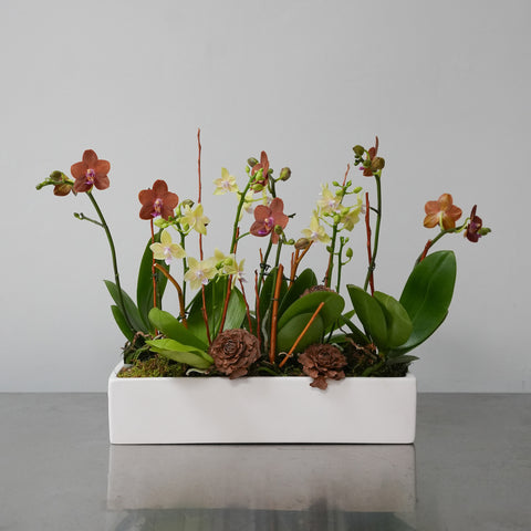 Autumn Orchid Arrangement