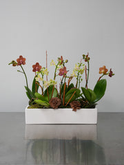 Autumn Orchid Arrangement