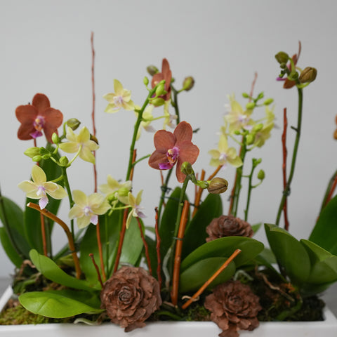 Autumn Orchid Arrangement