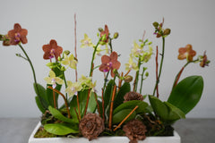 Autumn Orchid Arrangement