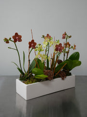 Autumn Orchid Arrangement