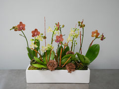 Autumn Orchid Arrangement