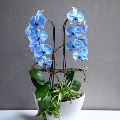 Blue Serenity