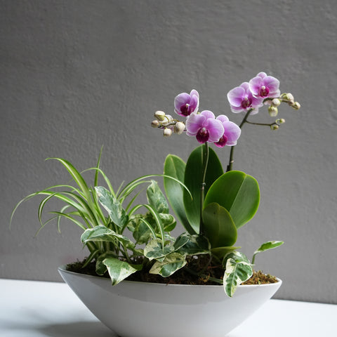 Little Pink Orchid