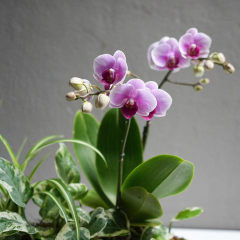 Little Pink Orchid