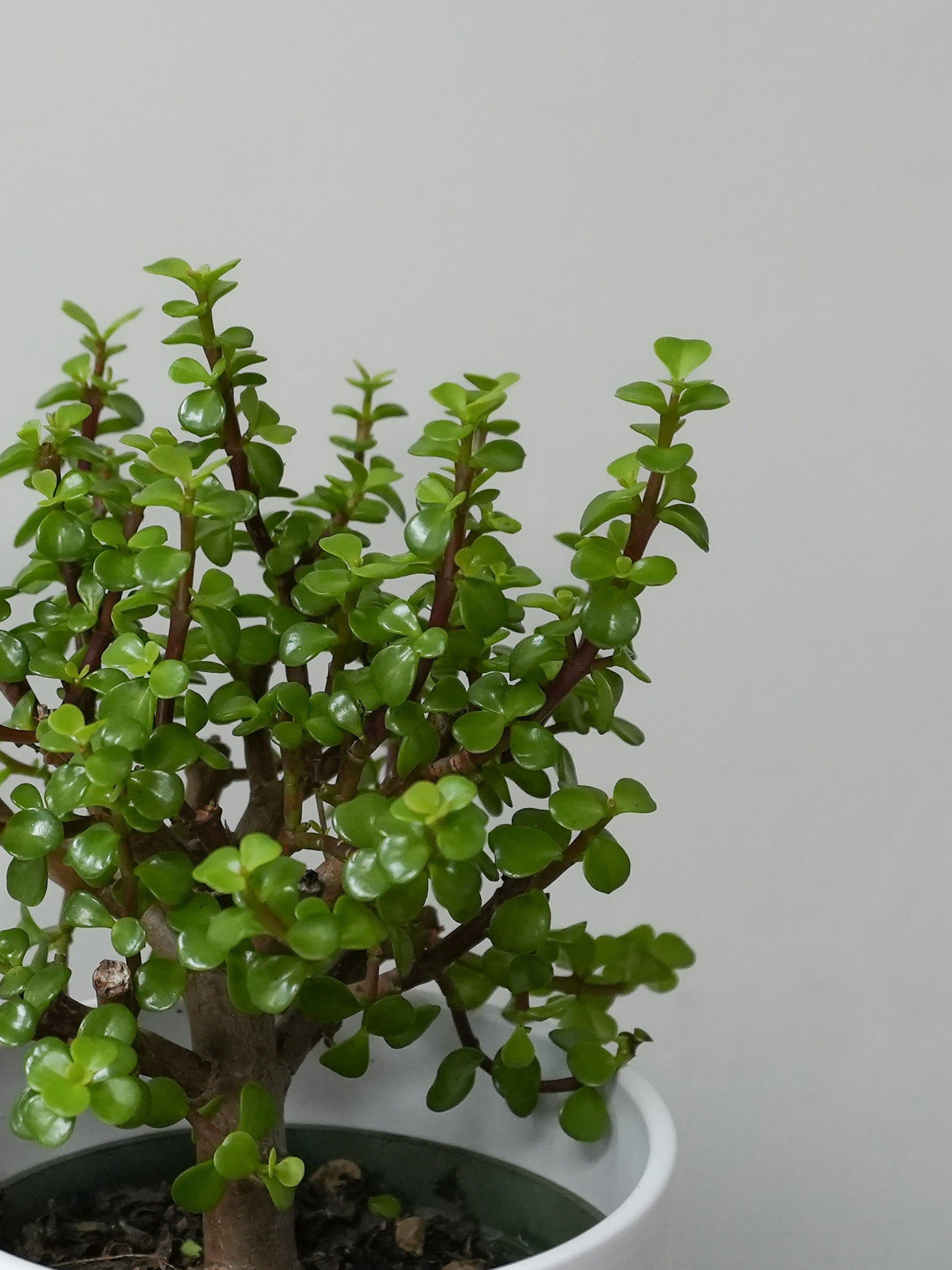 Bonsai Jade (6
